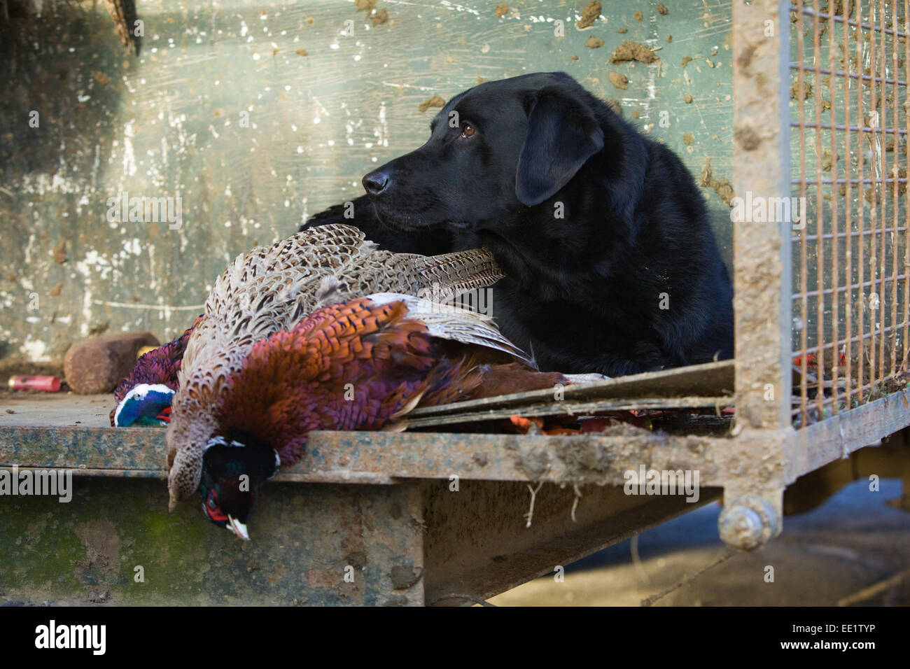 A Black Labrador Retriever working dog laying down with dead pheasants on a shoot in England, UK Stock Photo