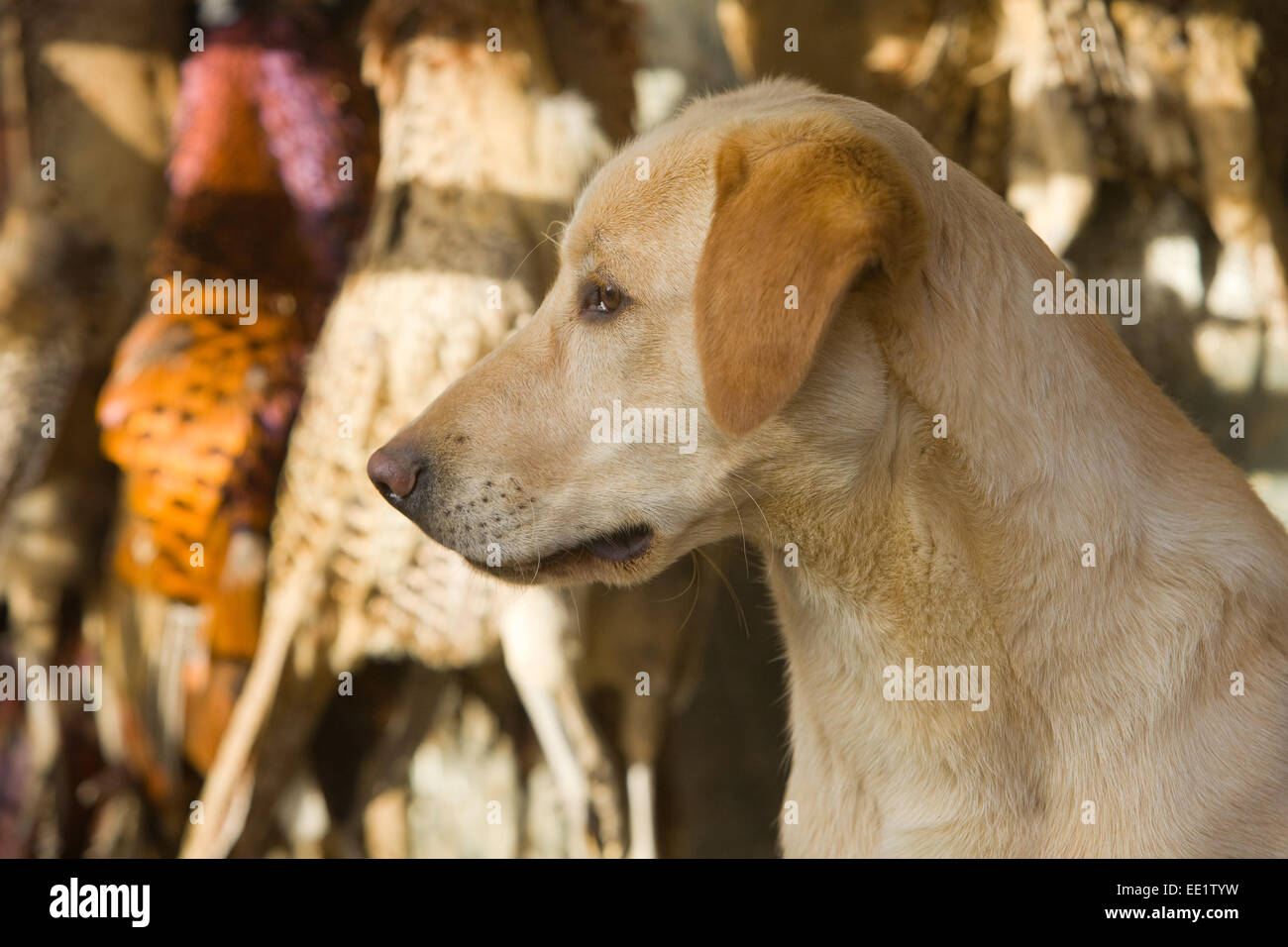 A Labrador Retriever working dog sat with pheasants hanging in the background on a shoot in England, UK Stock Photo