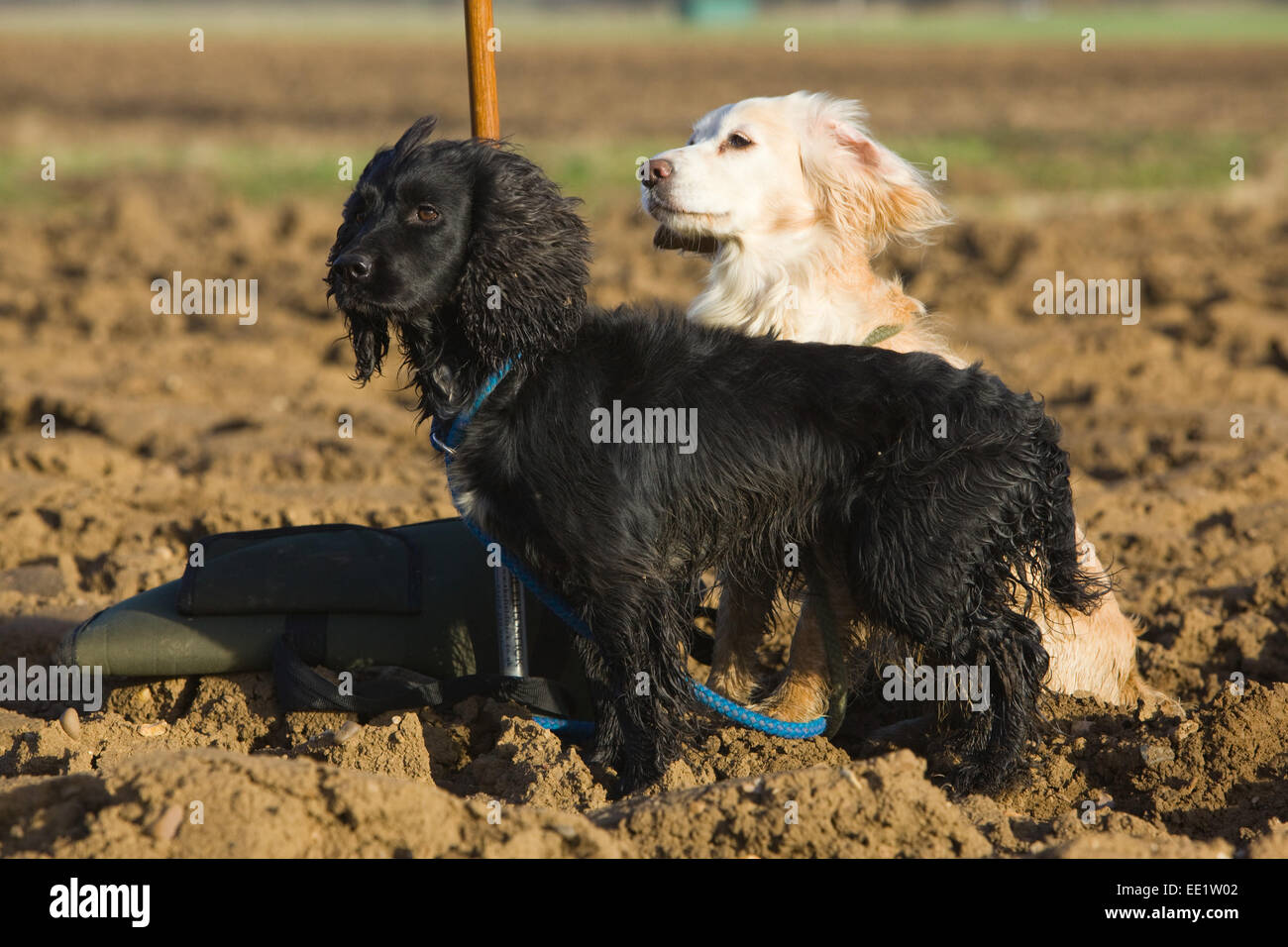 Two Cocker Spaniels on a field in the English countryside. Stock Photo