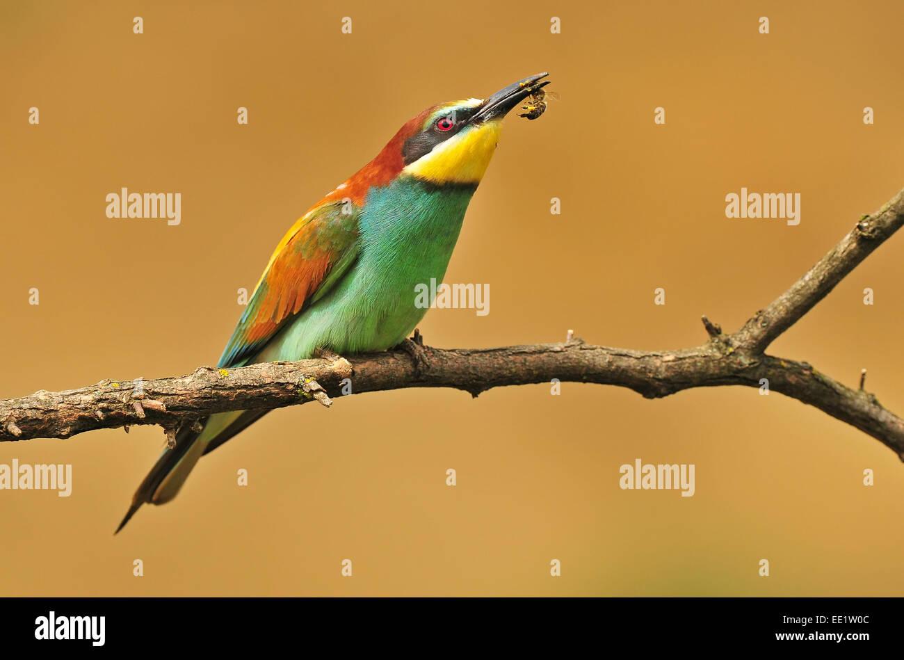 Bee eater with a bee Stock Photo
