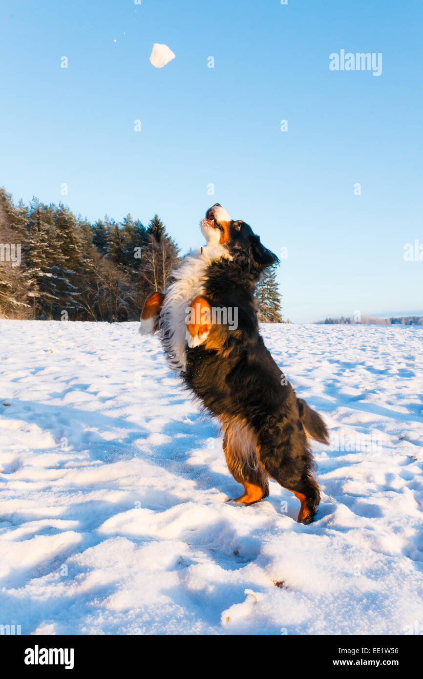 Dog catching snowball Stock Photo Alamy