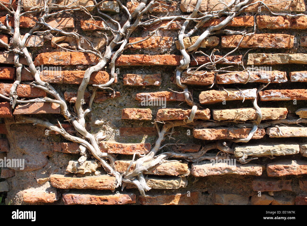 Weathered red bricks wall with old and dried roots Stock Photo