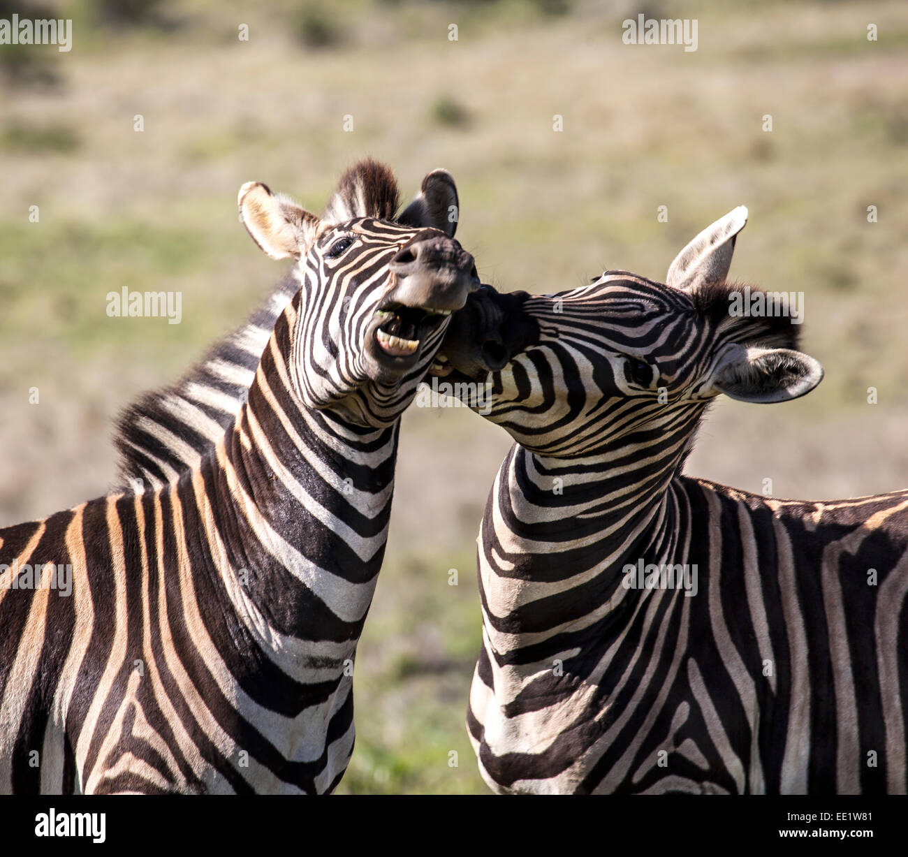 Two stallion zebras fighting in a game reserve in Africa Stock Photo