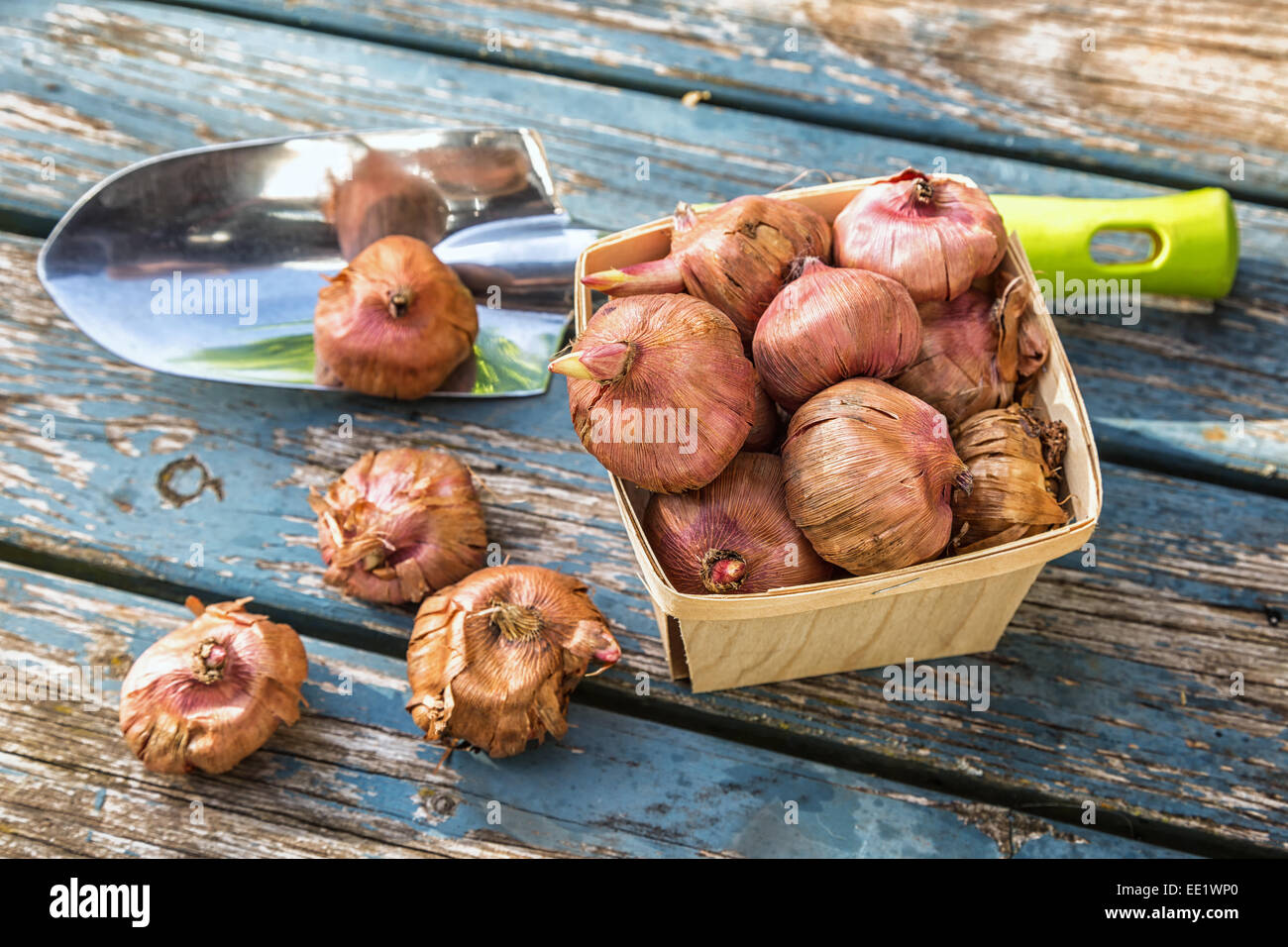 Plant Bulbs Gladioli High Resolution Stock Photography and Images - Alamy