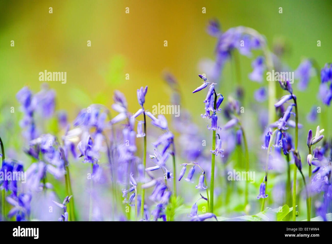 British wild flowers hi-res stock photography and images - Alamy