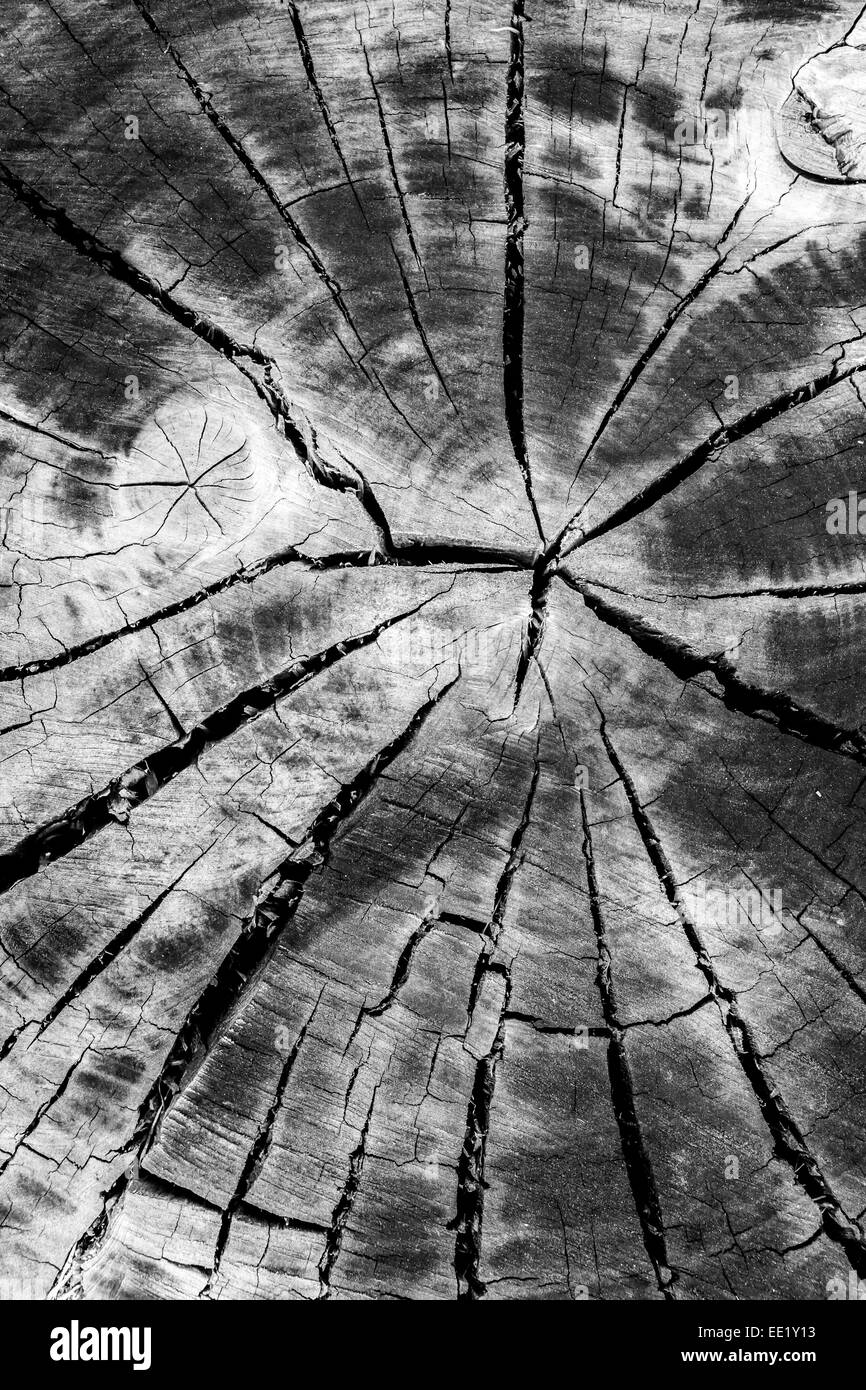 Cut dry tree trunk Black and White Stock Photos & Images - Alamy
