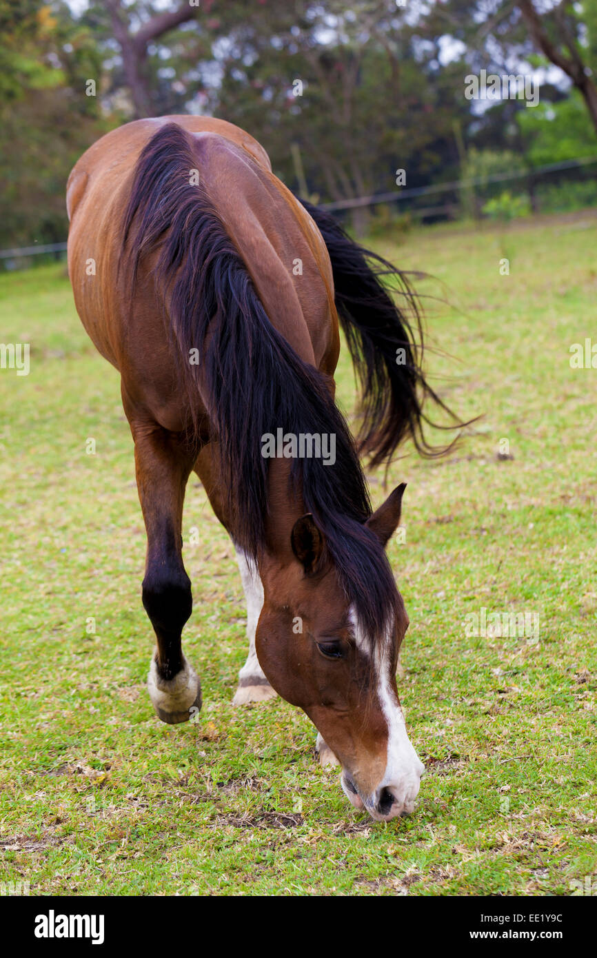 Feeding horse farm hires stock photography and images Alamy
