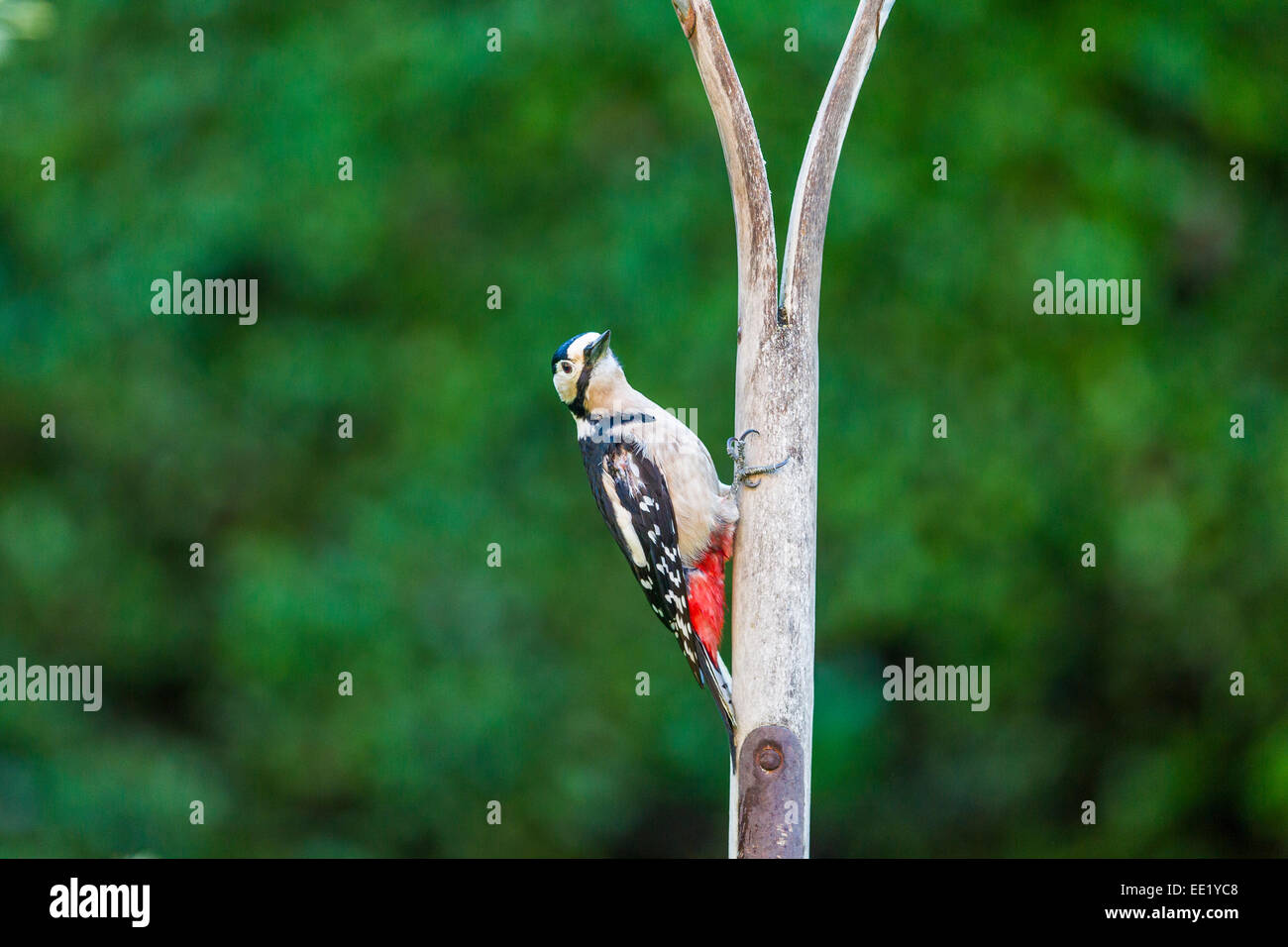 Greater spotted woodpecker climbing garden fork. Stock Photo
