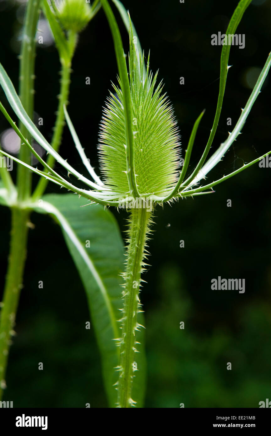 Young green thistle against a dark background Stock Photo