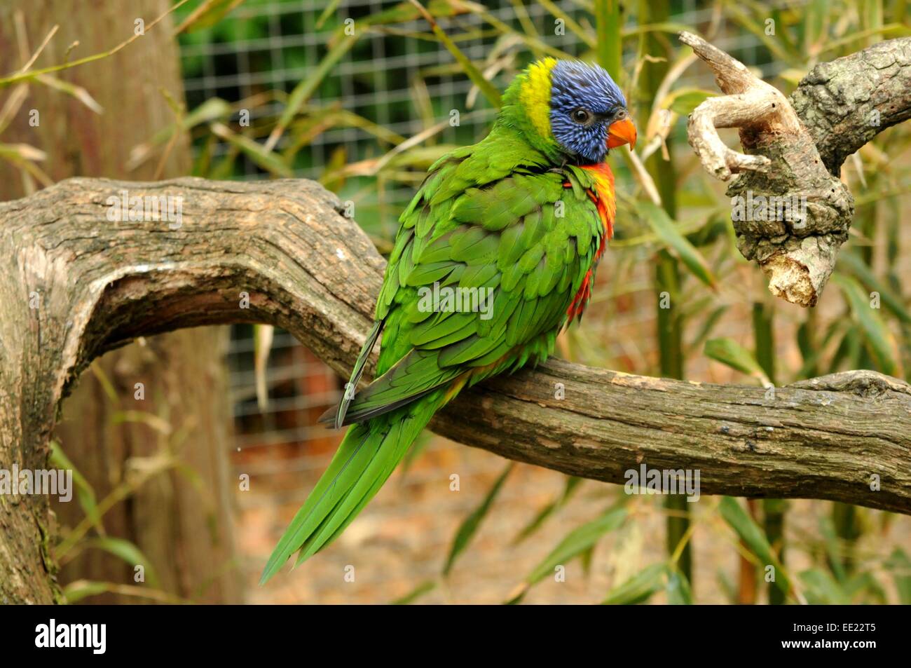 caged Rainbow Lorikeet sitting on a branch in a walk through enclosure. Stock Photo