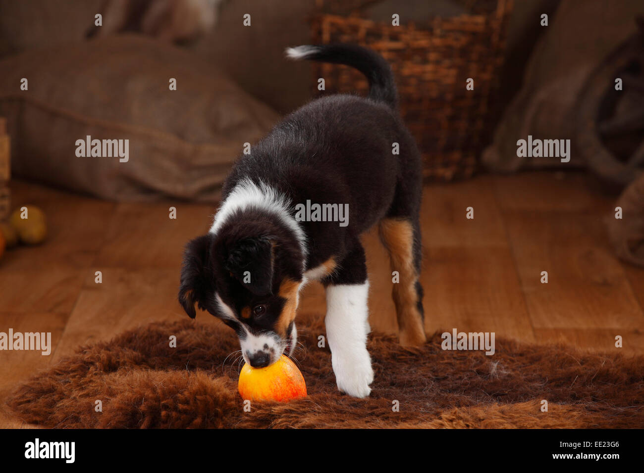 Australian Shepherd, puppy, 12 weeks, black-tri|Australian Shepherd, Welpe, 12 Wochen, black-tri Stock Photo