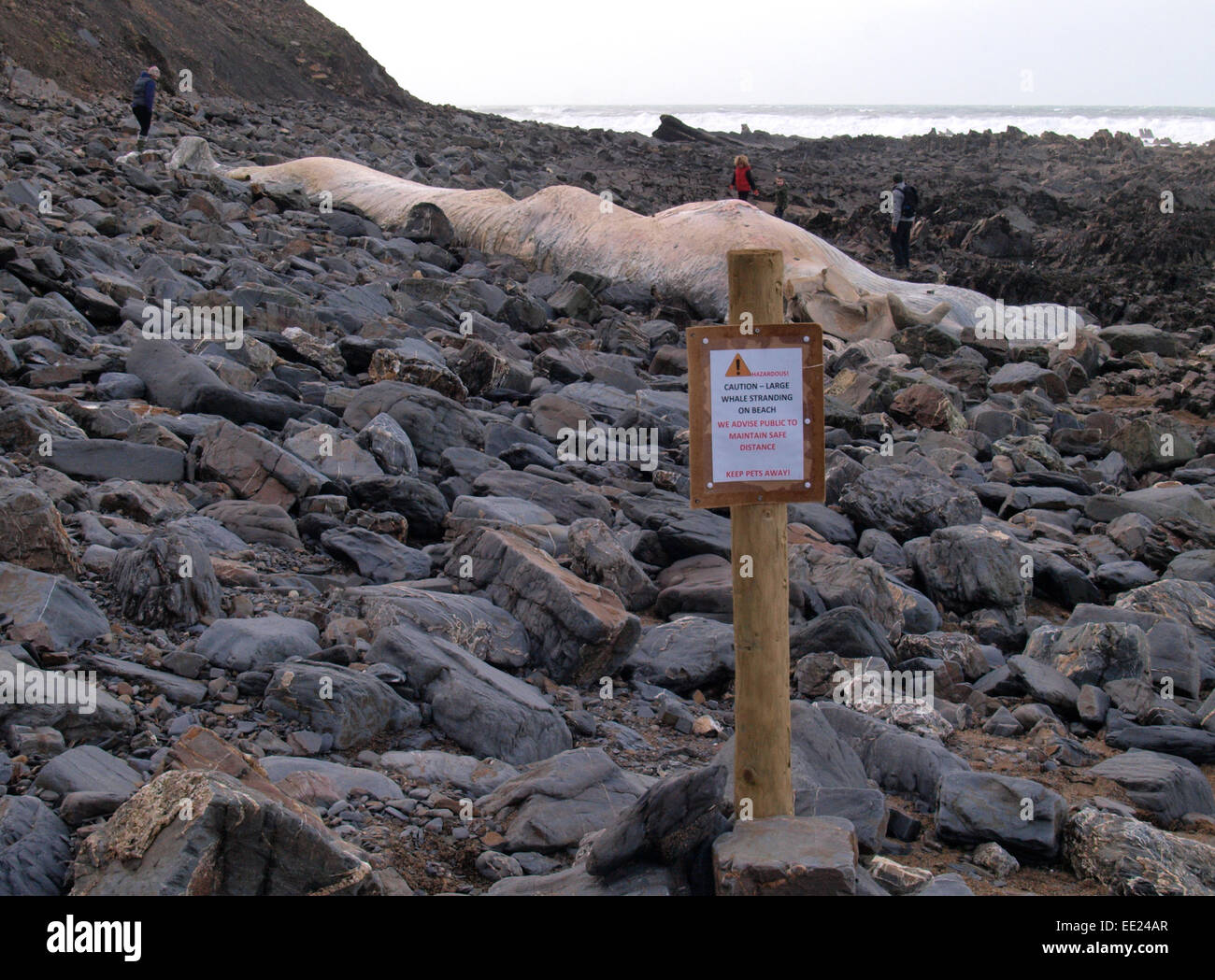Large remains of a  60-foot long whale  believed to be a fin whale washed at Wanson Mouth beach near Widemouth Bay, Cornwall, UK Stock Photo