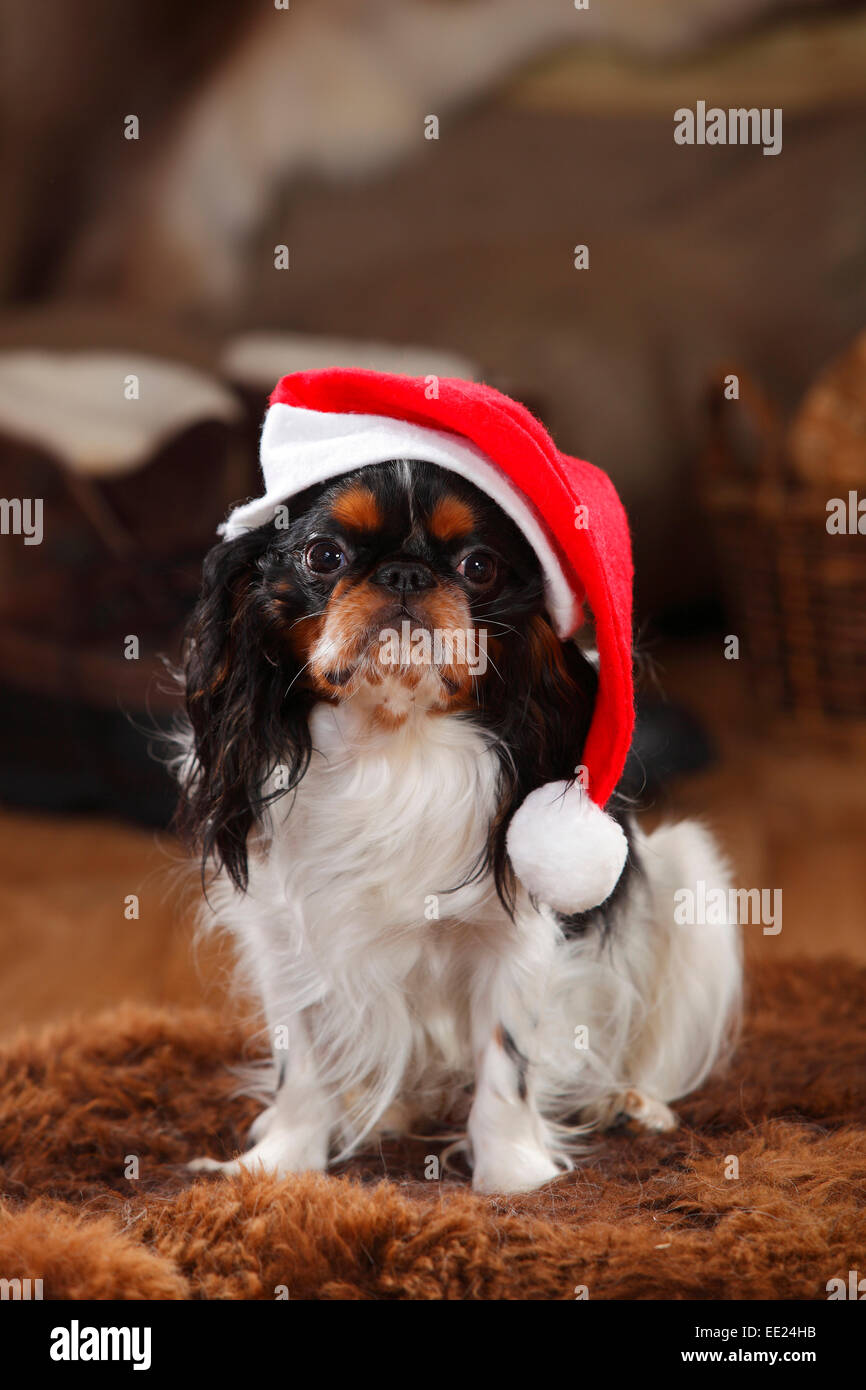 King Charles Spaniel, male dog, tricolour, 1 year, Christmas cap|King Charles Spaniel, Ruede, 1 Jahr, Nikolasmuetze Stock Photo