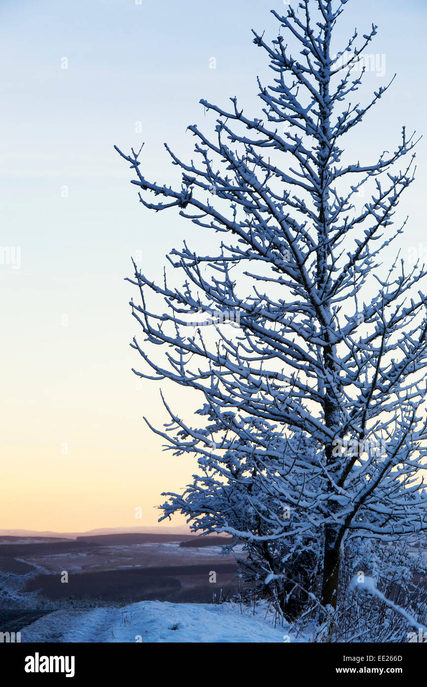 Snow covered tree branches at sunset in Scotland Stock Photo