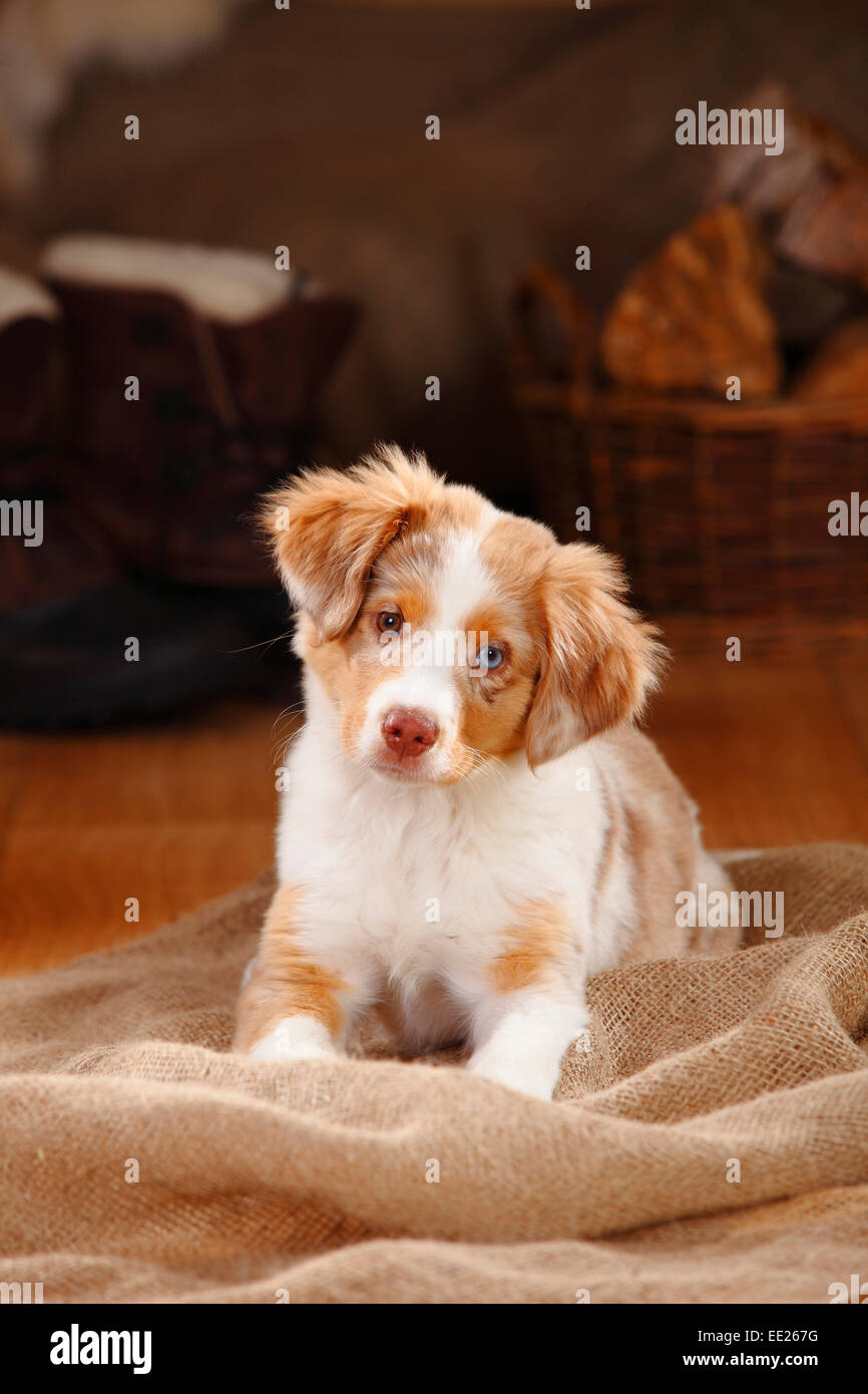 Miniature Australian puppy, red-merle, 13 weeks, odd-eyed|Miniature Australian Shepherd, Welpe, red-merle, 13 Wochen Stock Photo - Alamy