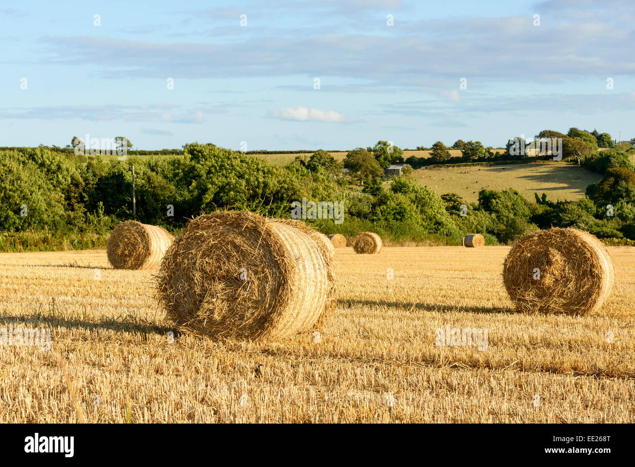 Sheaves of corn hires stock photography and images Alamy