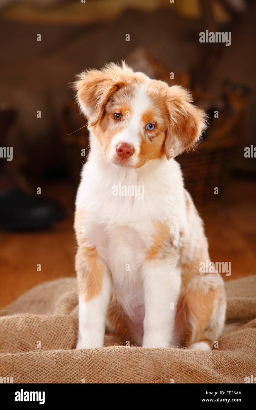 Mini aussies hi-res stock photography and images Alamy