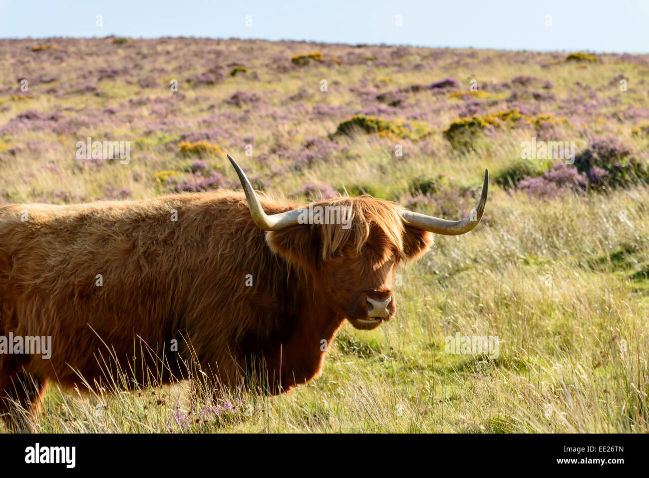 long horns of hairy cattle grazing among heather bush in the moor Stock Photo