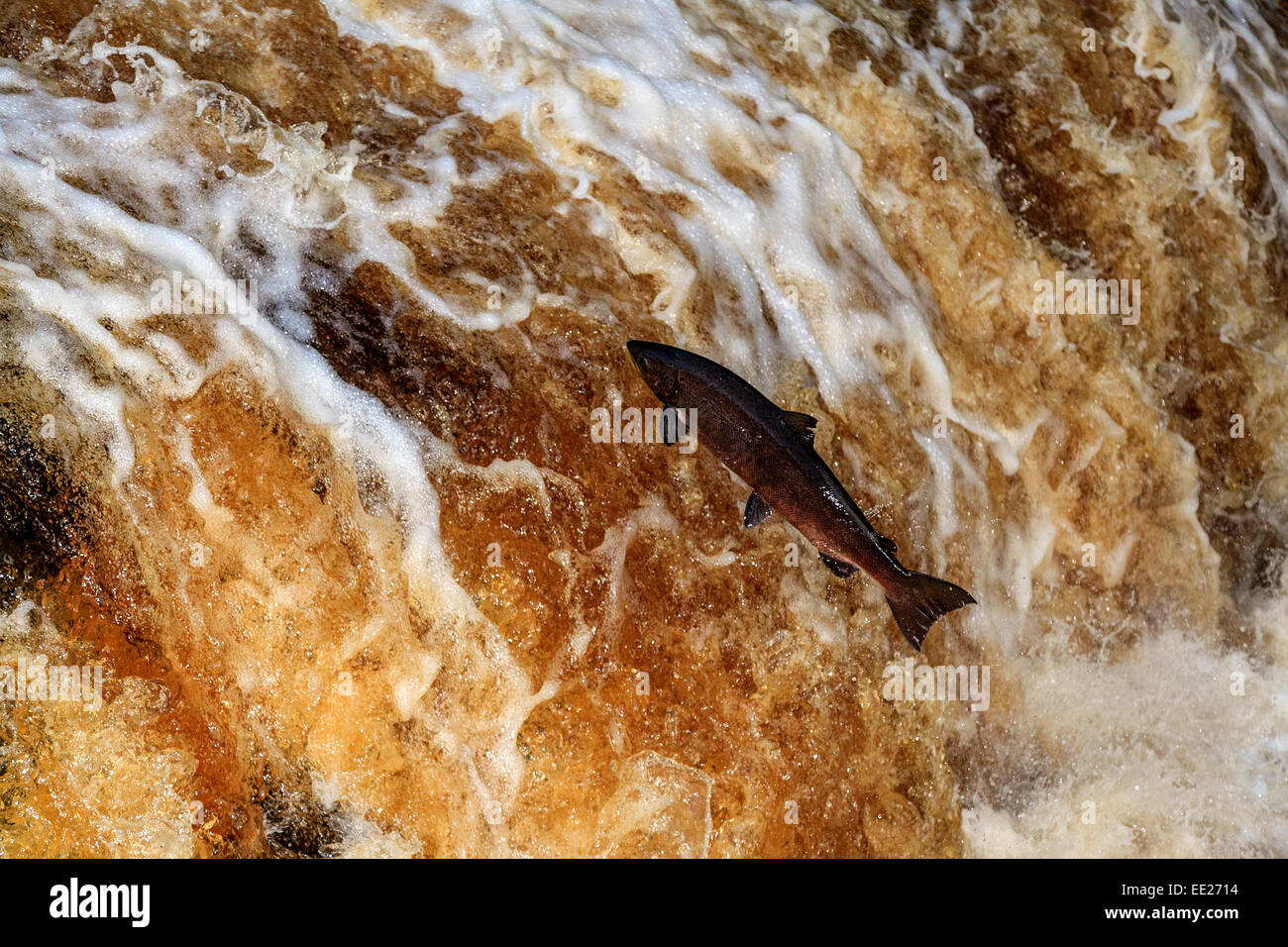 salmon run, stainforth force Stock Photo