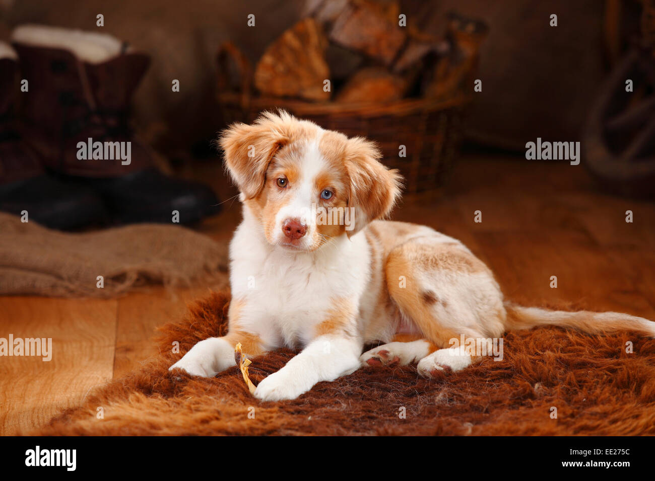 Miniature Australian Shepherd, puppy, red-merle, 13 weeks,  odd-eyed|Miniature Australian Shepherd, Welpe, red-merle, 13 Wochen Stock  Photo - Alamy