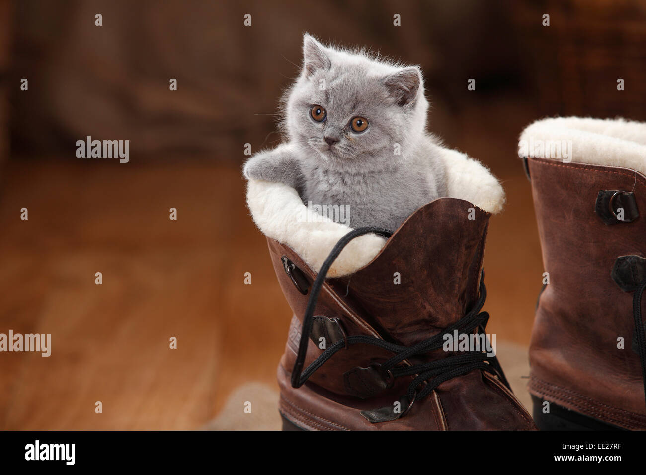 British Shorthair Cat Kitten Blue 8 Weeksbritisch