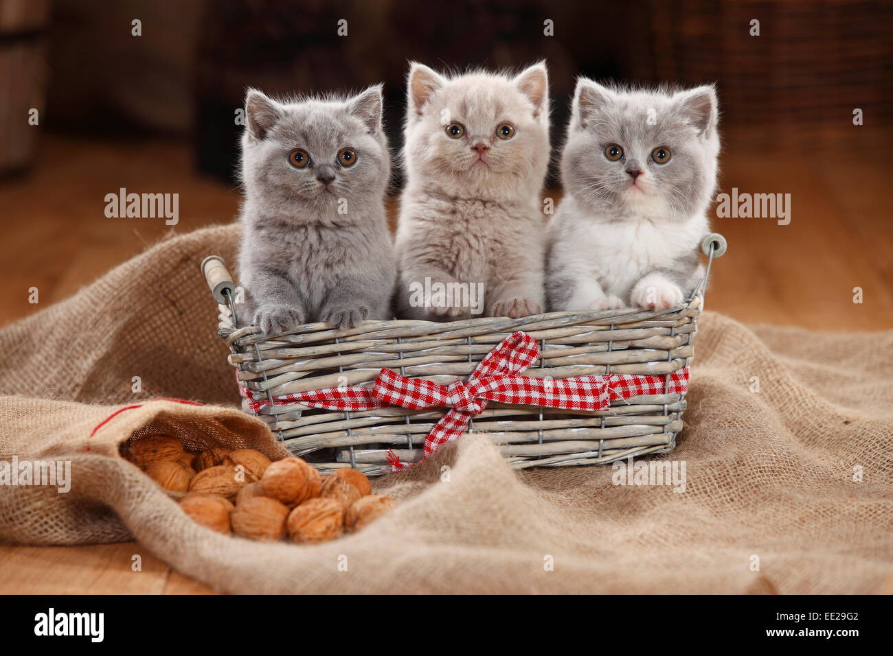 British Shorthair Cat, kittens, 8 weeks|Britisch Kurzhaar, Kaetzchen, 8 Wochen Stock Photo
