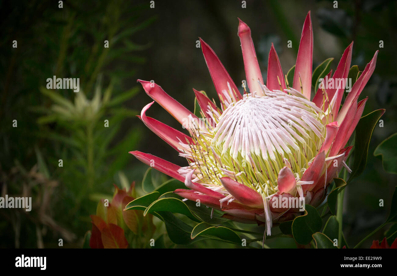 Protea flowers in Kirstenbosch Botanic Gardens, Cape Town, South Africa. The protea is South Africa's national flower. Stock Photo