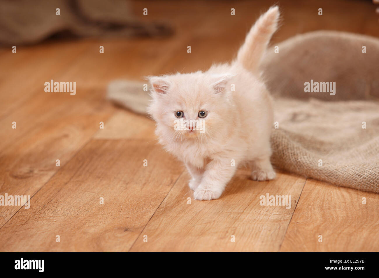 British Longhair Cat Kitten Cream 7 Weeks Britisch Langhaar