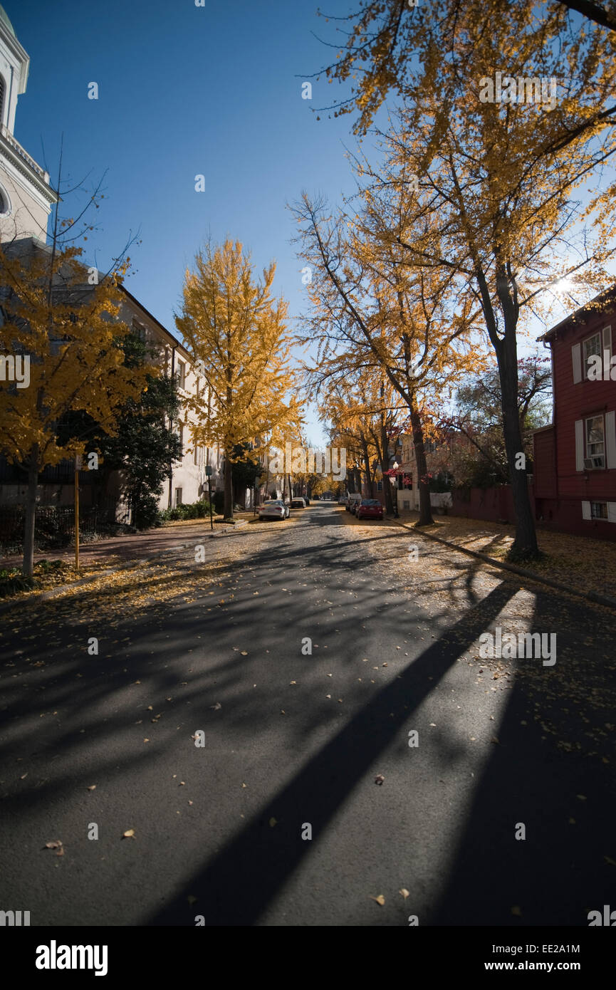 Leafy street of old houses in the historic district of Georgetown in ...