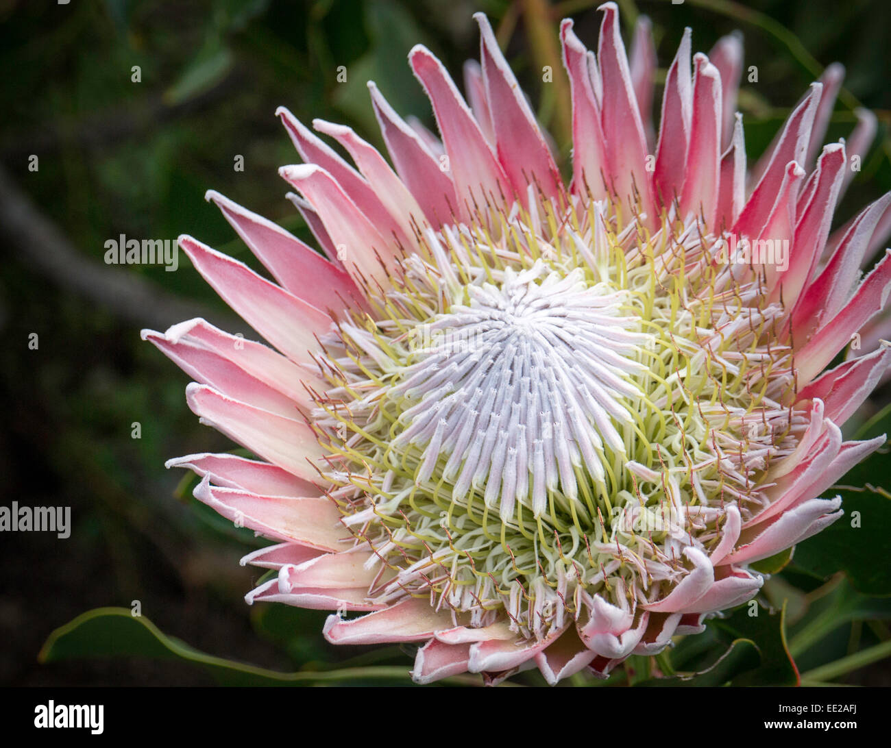 Protea flowers in Kirstenbosch Botanic Gardens, Cape Town, South Africa. The protea is South Africa's national flower. Stock Photo