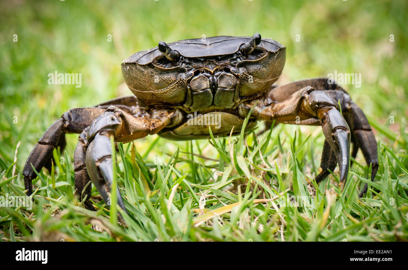 River crab hi-res stock photography and images - Alamy