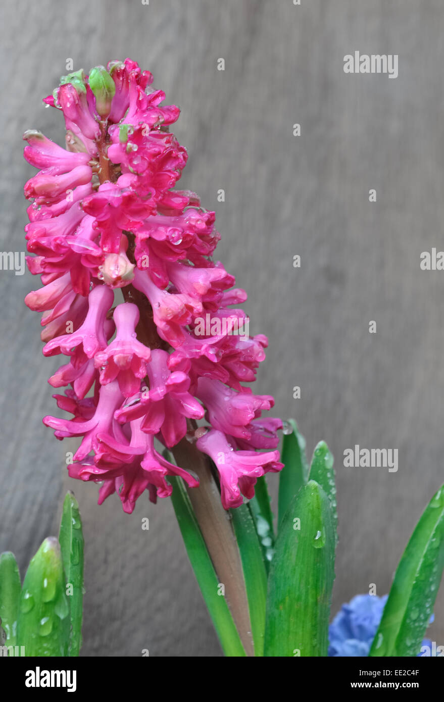 leaves and hyacinth flower covered with drops of water Stock Photo
