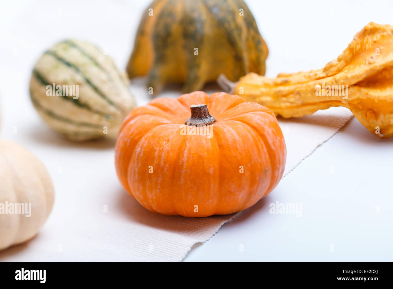 a few little ripe pumpkins on a light background Stock Photo - Alamy