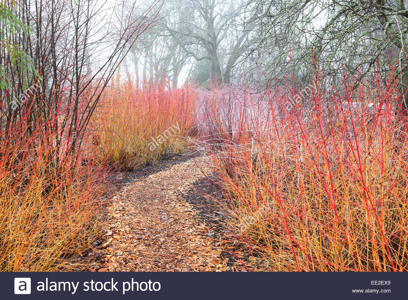 Cornus Sanguinea Midwinter Fire Stock Photos & Cornus Sanguinea ...