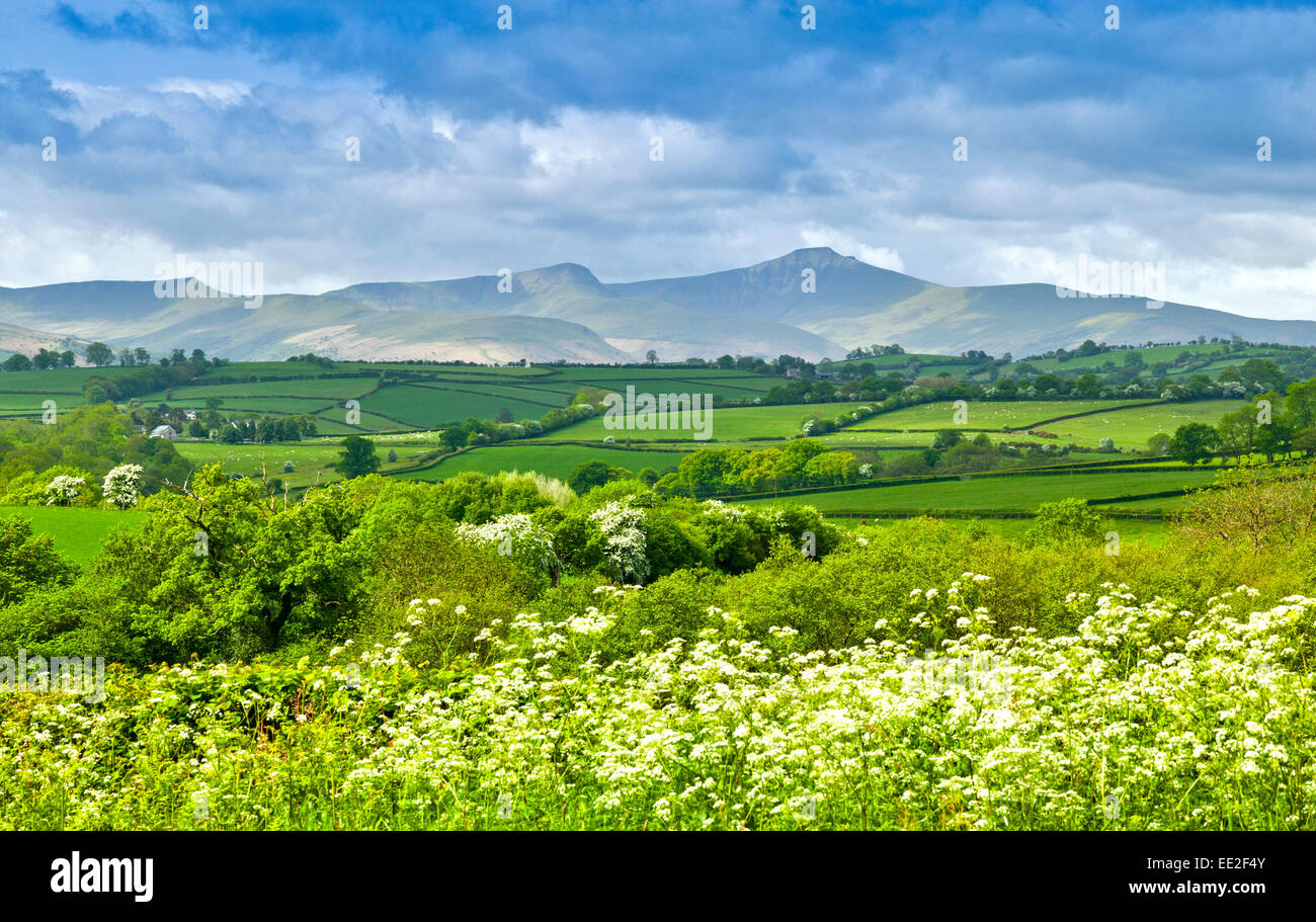 MAY TIME AND MAYFLOWERS AND PARSLEY IN THE HEDGES POWYS WALES LOOKING TOWARDS THE BRECON BEACONS Stock Photo