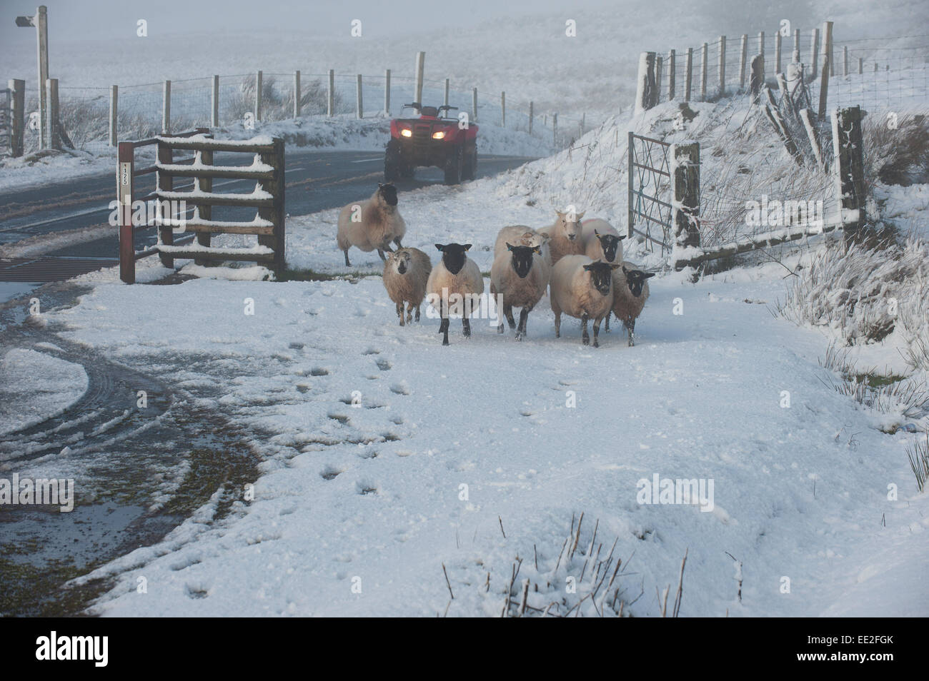 Mynydd Epynt Range of hills, Powys, Wales, UK. 13th January, 2015. Sheep are moved on the Epynt range of hills in Powys. Snow falls in Mid Wales as predicted by the weather forecasts. Credit:  Graham M. Lawrence/Alamy Live News. Stock Photo