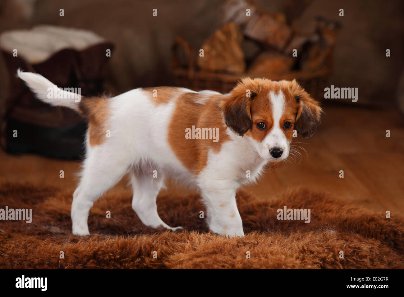 Kooikerhondje, puppy, 10 weeks|Kooikerhondje, 10 Wochen Stock Photo
