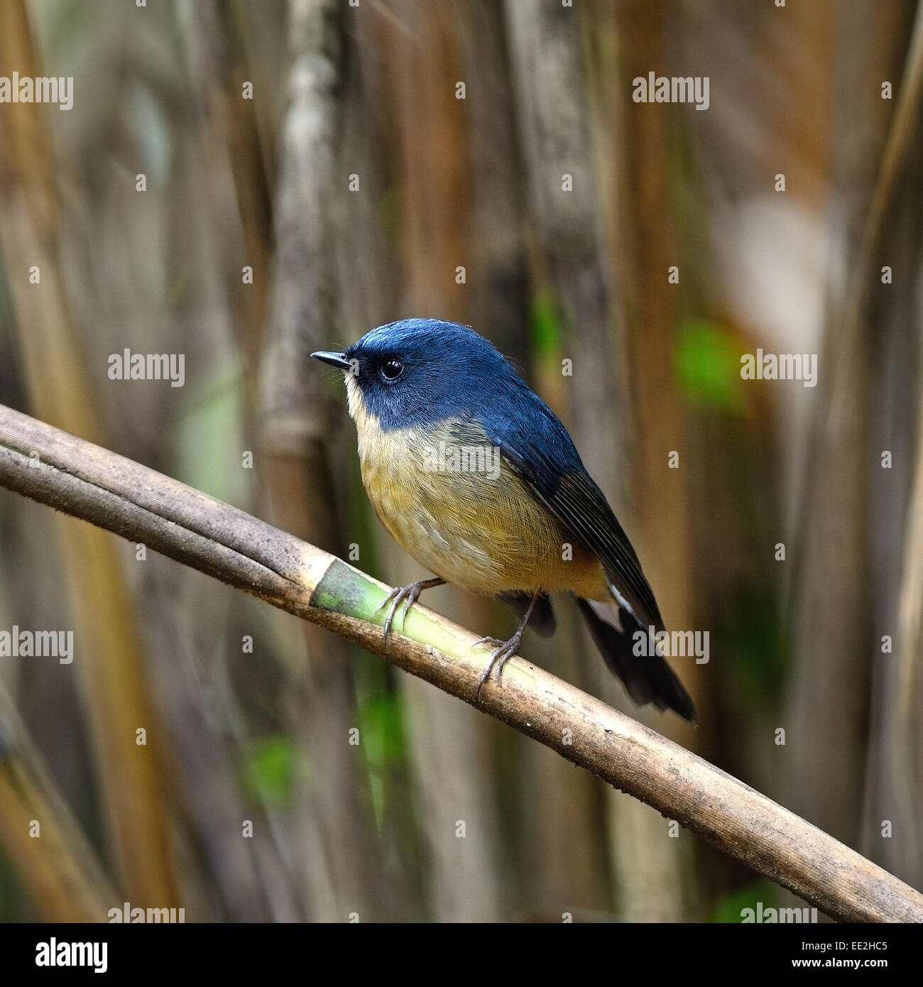 Small blue bird, male Slaty-blue Flycatcher (Ficedula tricolor), standing on a branch Stock Photo