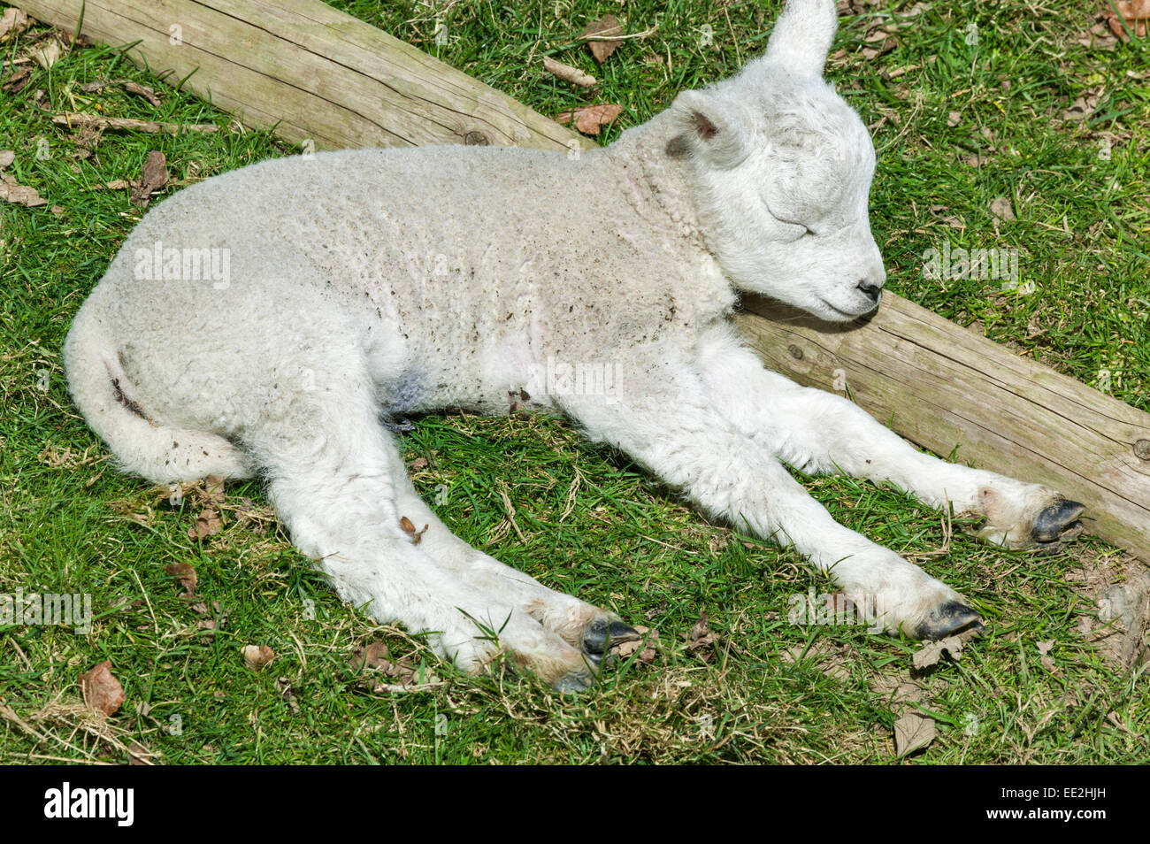 YOUNG LAMB IN SPRINGTIME SLEEPING AGAINST A WOODEN POST Stock Photo