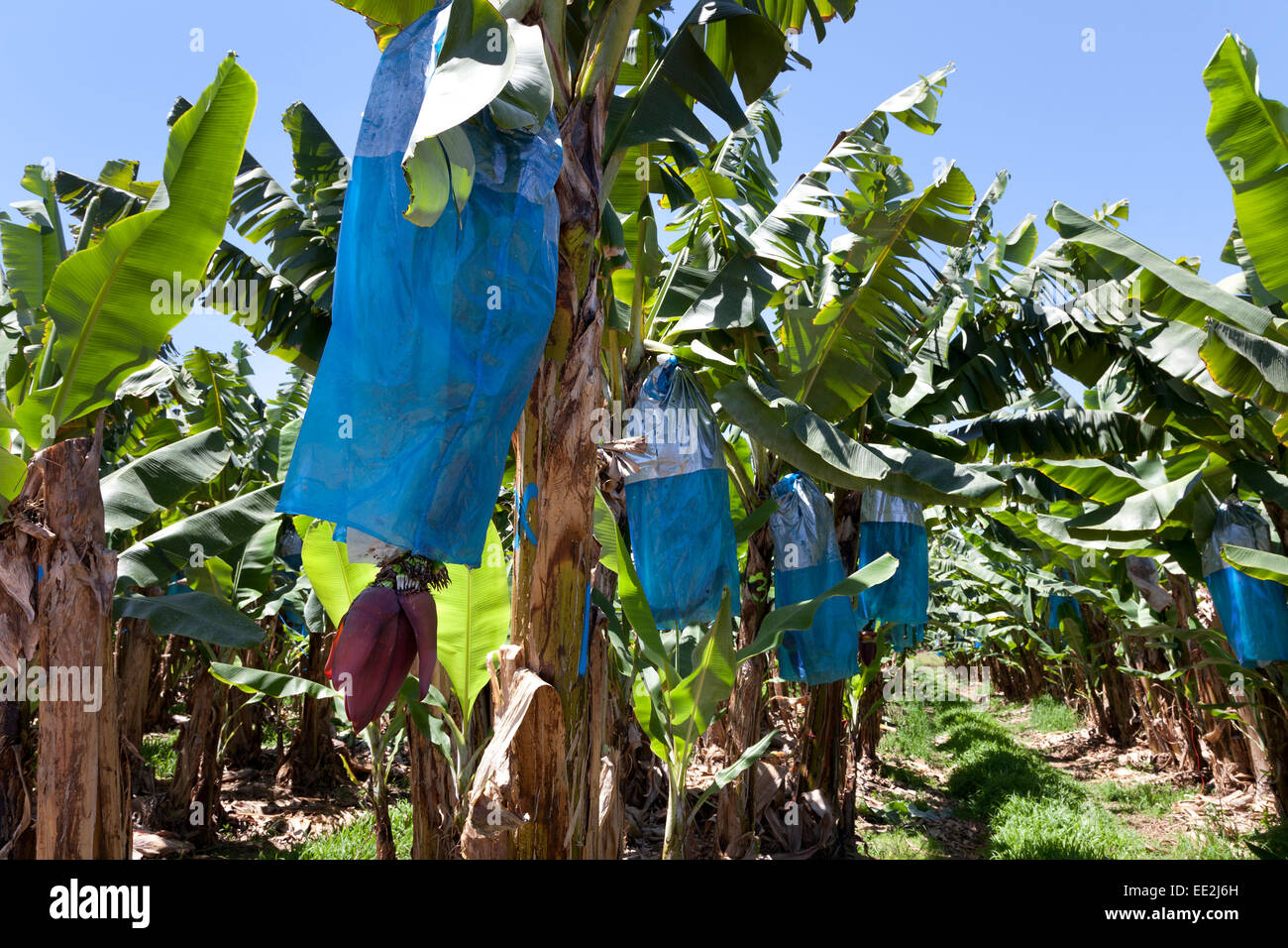 Banan australia hires stock photography and images Alamy