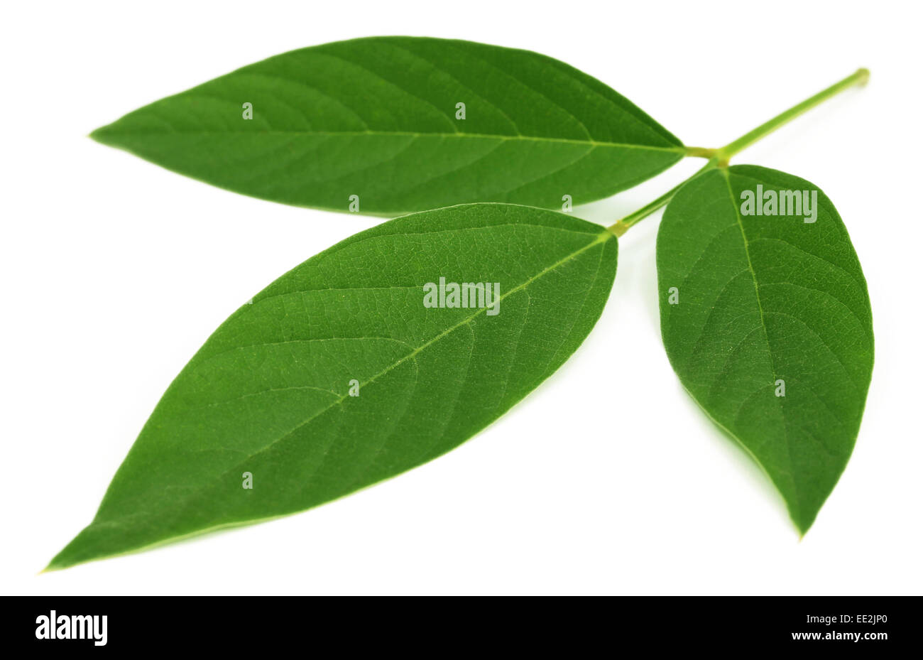 Medicinal Pigeon pea leaves over white background Stock Photo Alamy