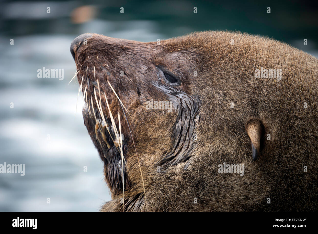 A Cape fur seal (Brown fur seal, South African fur seal), at Kalk Bay, Cape Peninsular, Cape Town South Africa. Stock Photo
