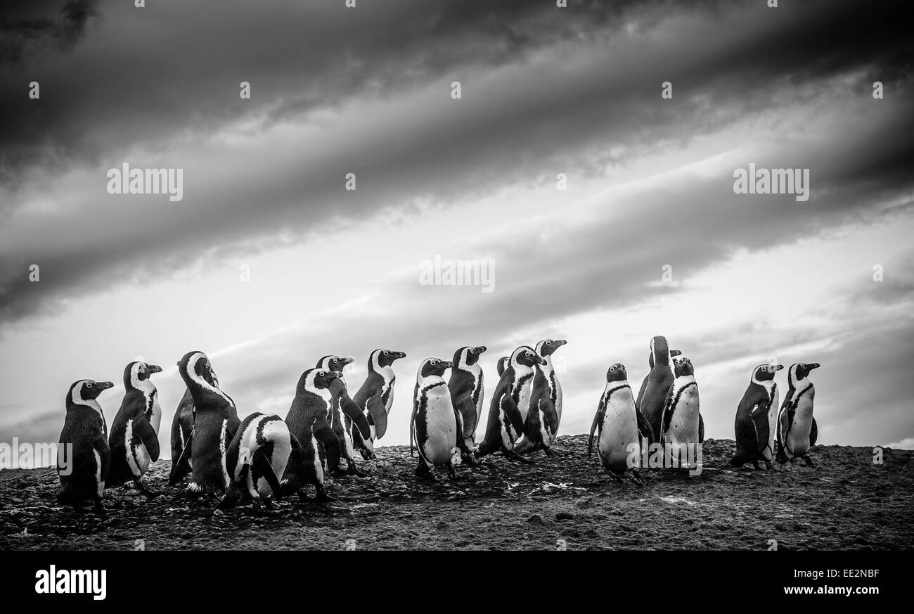 African penguins (Spheniscus demersus) on a rock at Boulders beach, Simon's Town, South Africa. Stock Photo