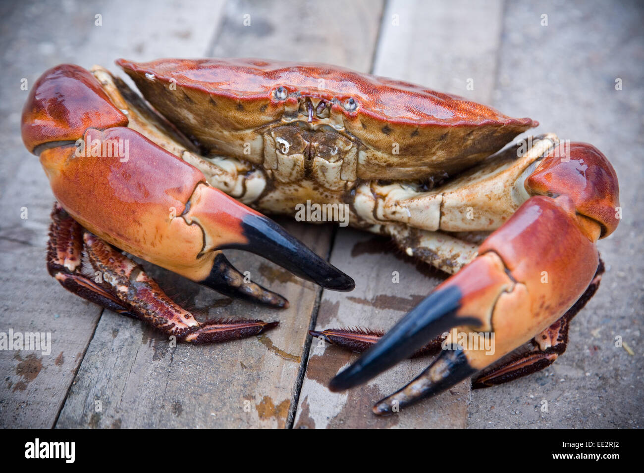 A brown jack crab, Cancer Pagarus Stock Photo