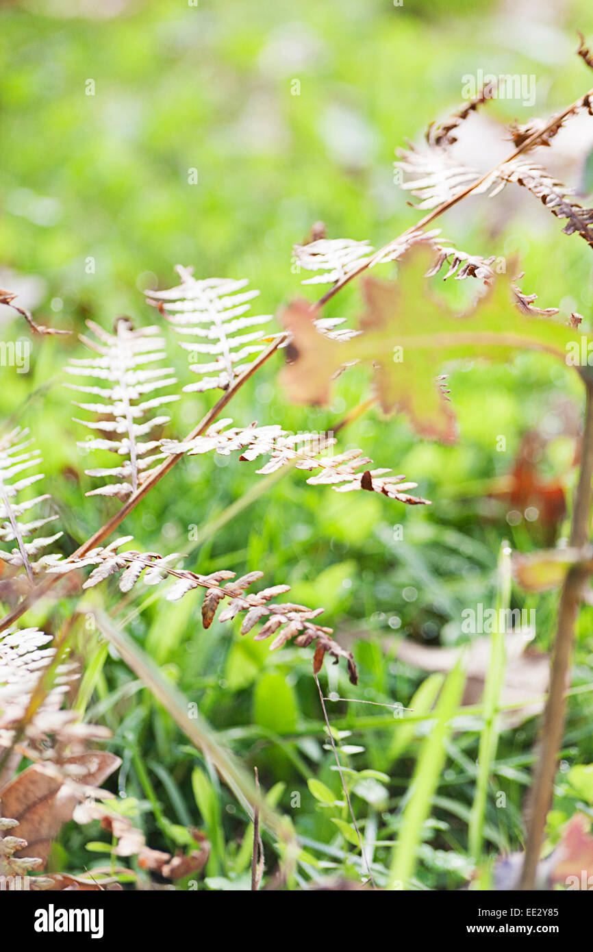 Fern seed hires stock photography and images Alamy
