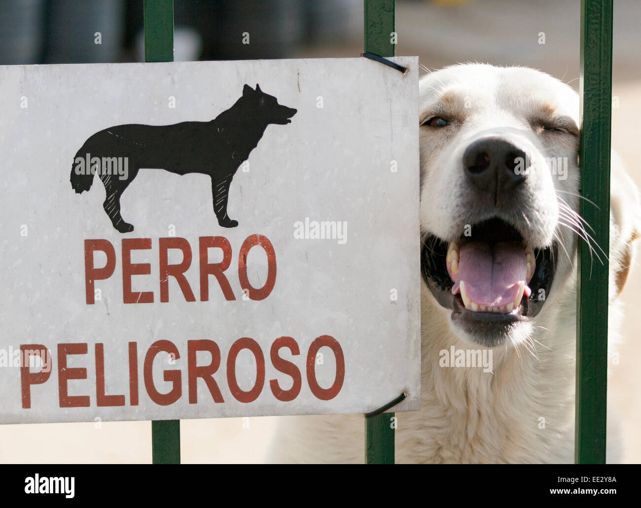Dangerous guard dog sign Stock Photo