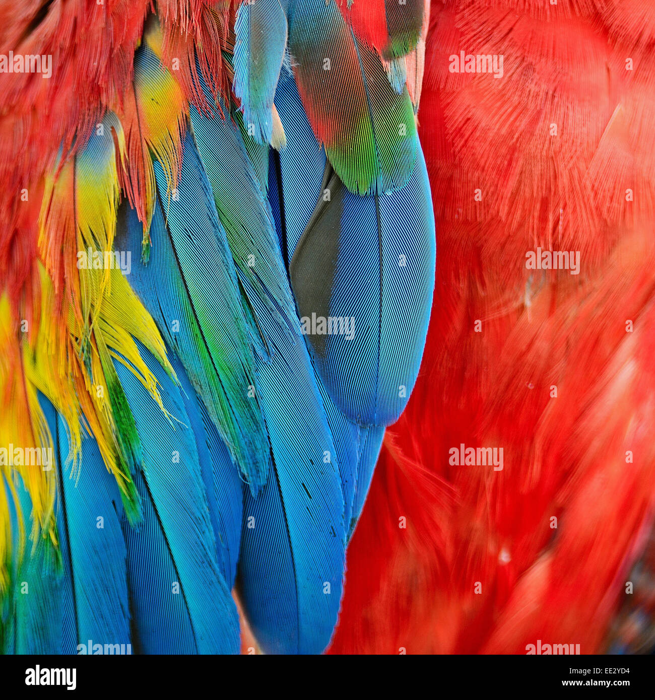 Scarlet Macaw feathers, colorful background texture Stock Photo
