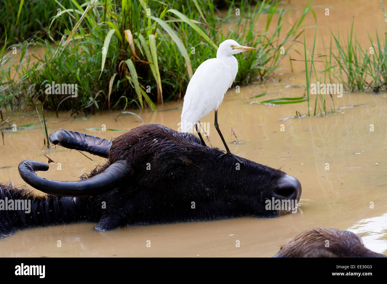 Buffalo and egret in Udawalawe National Park Stock Photo