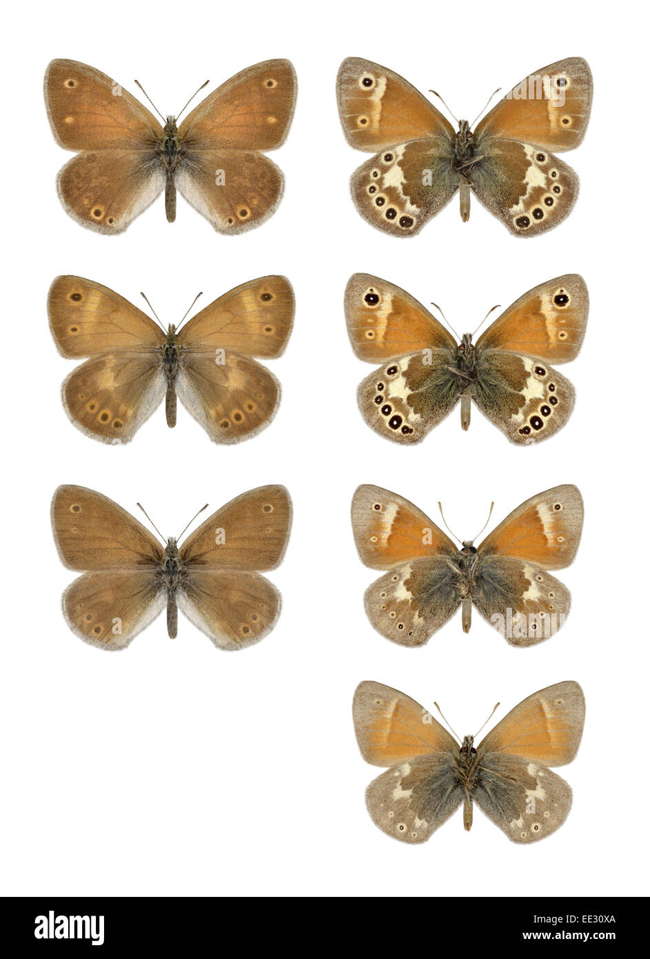 Large Heath - Coenonympha tullia - male, ssp. davus - Lake District (top row) -  female, ssp. davus - Lake District (2nd row) Stock Photo