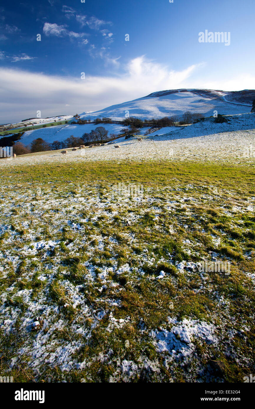 Sheep grazing on frozen snow covered grass in a field in the snow line of the Clwydian Range or Clwydian Hills on the Flintshire side of thet range in winter, Flintshire, Wales, UK Stock Photo